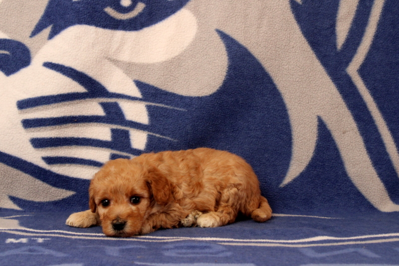 puppy, for, sale, Mini  Goldendoodle, Matthew B. Stoltzfus, dog, breeder, Gap, PA, dog-breeder, puppy-for-sale, forsale, nearby, find, puppyfind, locator, puppylocator, aca